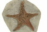 Ordovician Fossil Starfish - Morocco #233023-1